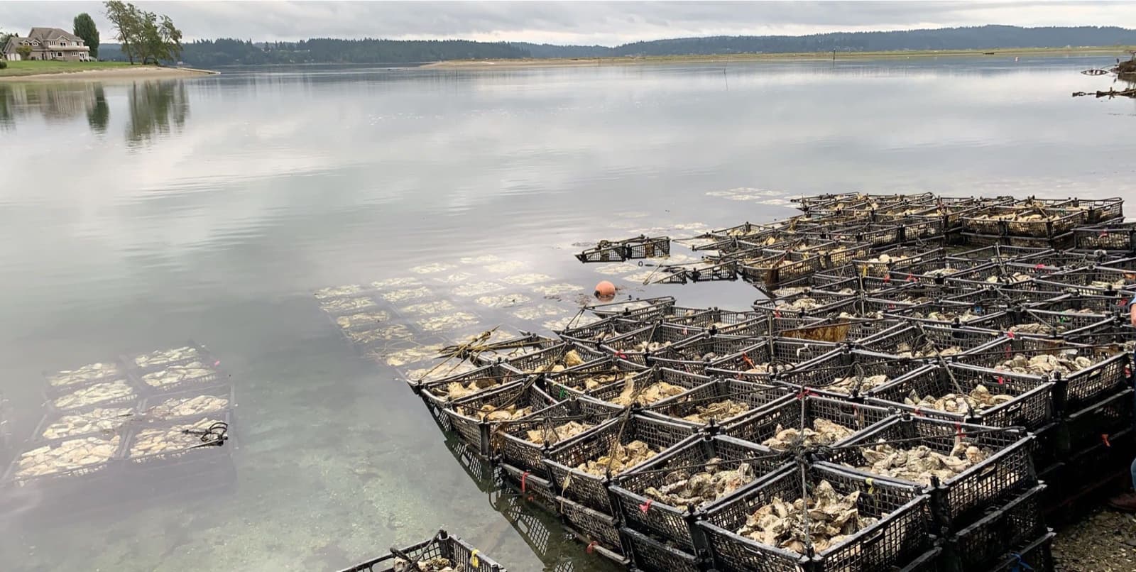Hand harvesting shellfish on the bay
